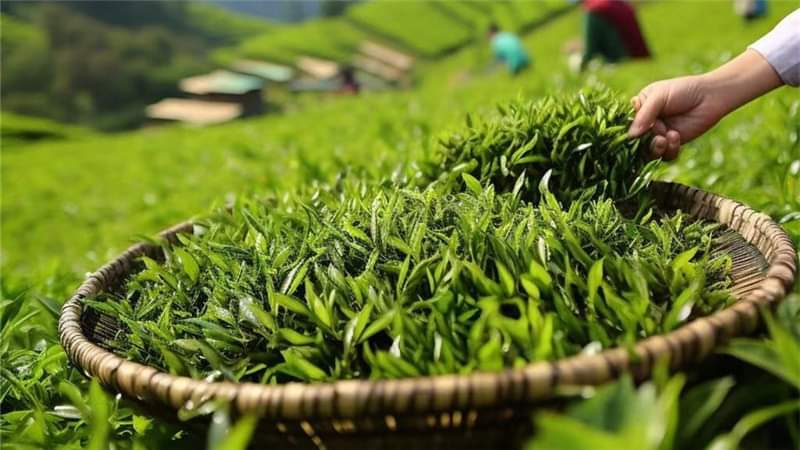 WhatsApp Image 2025-05-21 at 9.19.24 AM (1).jpeg